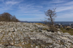 Bo-Morenius-2