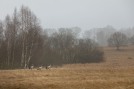 Bidrag-1