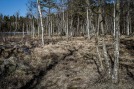 Kare-Sjoholm-3
