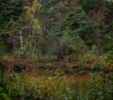 Kåre Sjöholm